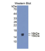 血管活性肠肽(VIP)多克隆抗体