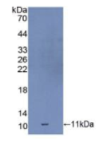 生长分化因子10(GDF10)多克隆抗体