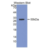 淀粉样前体蛋白(APP)多克隆抗体