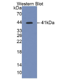 蛋白磷酸酶1催化亚基α亚型(PPP1Ca)多克隆抗体