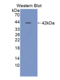 含NLR家族Pyrin域蛋白3(NLRP3)多克隆抗体