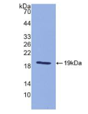 白介素18(IL18)多克隆抗体
