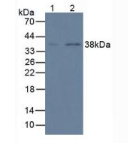 膜联蛋白A1(ANXA1)单克隆抗体