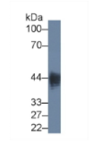 脂多糖(LPS)单克隆抗体