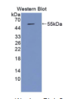 载脂蛋白A4(APOA4)单克隆抗体