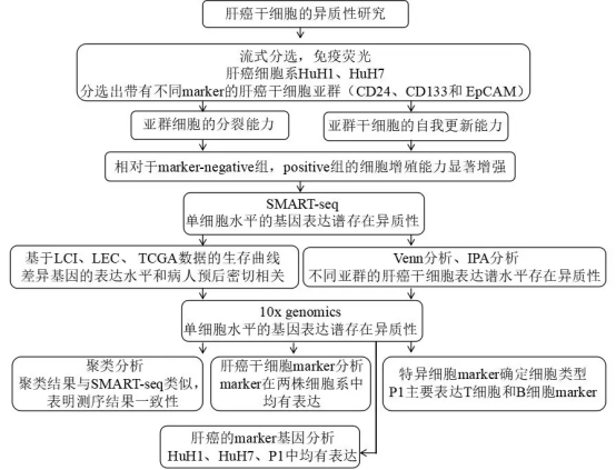 文献解读  单细胞转录组测序揭示肝癌干细胞的异质性643.png