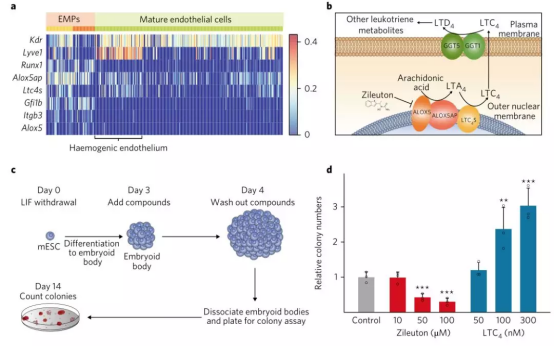 文献解读  单细胞转录组测序确定小鼠器官生成过程中白三烯通路在调控血液祖细胞形成中的作用1600.png