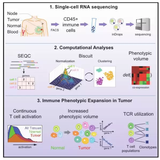 文献解读  10X Genomics单细胞转录组测序在构建细胞图谱中的应用551.png