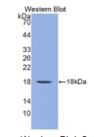白介素1家族成员9(IL1F9)单克隆抗体