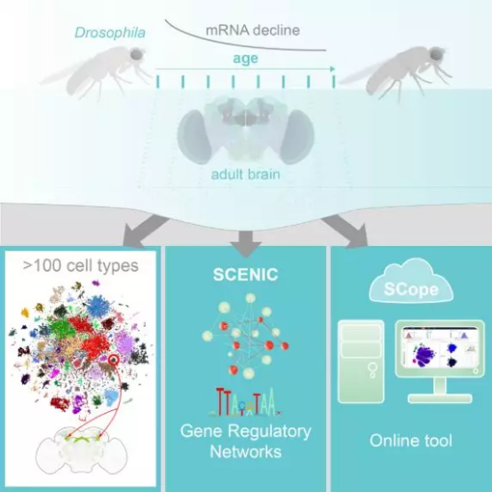 文献解读  10X Genomics单细胞转录组测序在构建细胞图谱中的应用1159.png