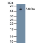 细胞间粘附分子1(ICAM1)单克隆抗体