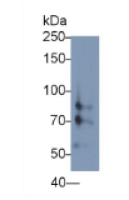 低氧诱导因子1α(HIF1a)单克隆抗体