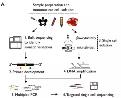 单细胞测序技术分享  T淋巴细胞白血病688.png