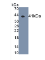 G蛋白偶联受体35(GPR35)单克隆抗体