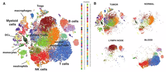 文献解读  10X Genomics单细胞转录组测序在构建细胞图谱中的应用773.png
