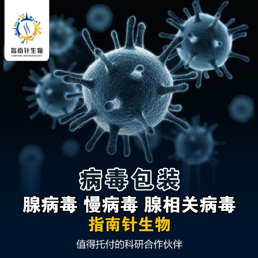 实验外包技术服务腺相关病毒包装服务 