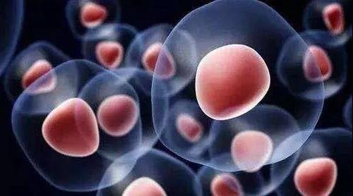 肝细胞体外培养技术新突破!HBV治疗有望