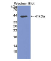 类胰蛋白酶(TPS)多克隆抗体(生物素标记)