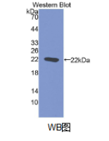 诱导型(NOS2)多克隆抗体(生物素标记)