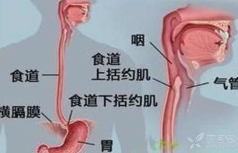 食道解剖图-千图网