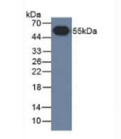 山羊抗兔IgG多克隆抗体(无标记)