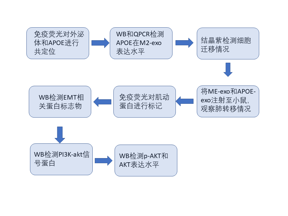 肿瘤相关巨噬细胞来源的外泌体通过传递APOE促进胃癌细胞的迁移