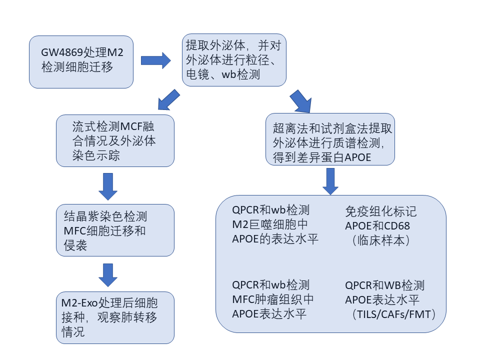 肿瘤相关巨噬细胞来源的外泌体通过传递APOE促进胃癌细胞的迁移