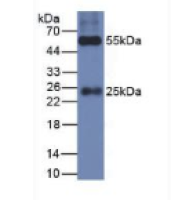 兔抗豚鼠IgG多克隆抗体(辣根过氧化物酶标记)