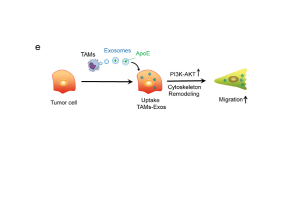 肿瘤相关巨噬细胞来源的外泌体通过传递APOE促进胃癌细胞的迁移