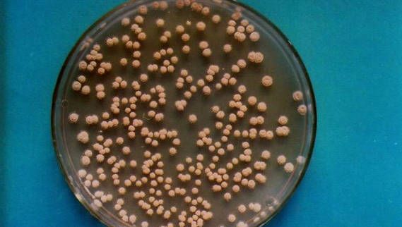 乳酸球菌NZ9000菌种优惠促销