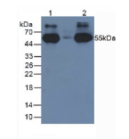 兔抗人IgG多克隆抗体(辣根过氧化物酶标记)