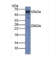 兔抗鸡IgG多克隆抗体(辣根过氧化物酶标记)