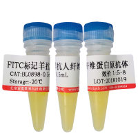 Sirt1/Sir2抗体北京供应商