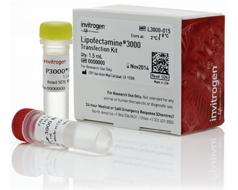 Lipofectamine™ 3000 Transfection Reagent