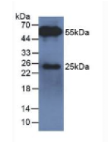 兔抗牛IgG多克隆抗体(无标记)
