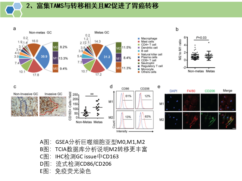 肿瘤相关巨噬细胞来源的外泌体通过传递APOE促进胃癌细胞的迁移
