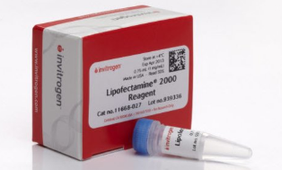 Lipofectamine 2000 Transfection Reagent