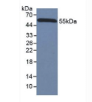 山羊抗小鼠IgG多克隆抗体(辣根过氧化物酶标记)