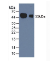 豚鼠抗兔IgG多克隆抗体(辣根过氧化物酶标记)