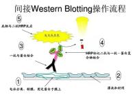 Western Blottting解决方案 