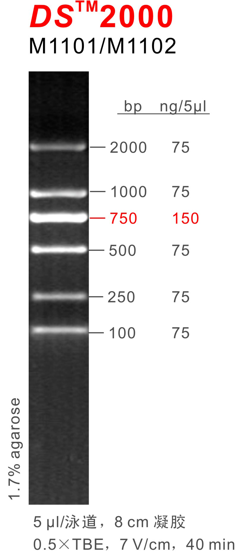 东盛 DNA Marker DS2000 EB适用 M1101-M1102