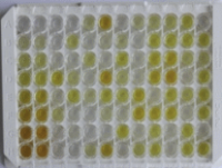 人趋化因子C-X3-C-基元配体1(CX3CL1)检测试剂盒(酶联免疫吸附试验法)