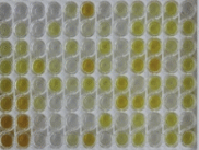 人趋化因子C-C-基元配体3样蛋白1(CCL3L1)检测试剂盒(酶联免疫吸附试验法)