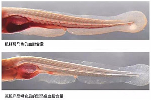 保健食品评价