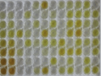 大鼠白介素23α(IL23a)检测试剂盒(酶联免疫吸附试验法)