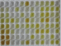 小鼠嗜酸粒细胞趋化因子(ECF)检测试剂盒(酶联免疫吸附试验法)