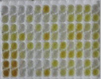 小鼠双调蛋白(AREG)检测试剂盒(酶联免疫吸附试验法)