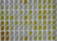 大鼠巨噬细胞炎性蛋白3α(MIP3a)检测试剂盒(酶联免疫吸附试验法)