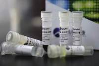 结合转化激活因子CITED1抗体