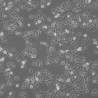 大鼠肝卵圆细胞 WB F344